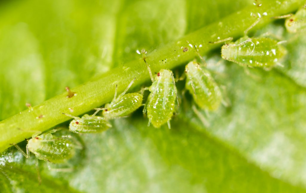 aphids-insects-pests-eating-tree-leaf-illinois