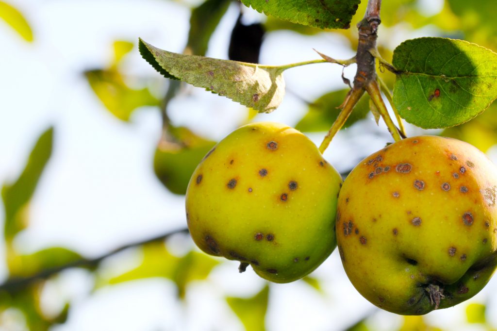 apple-tree-scab-disease-illinois