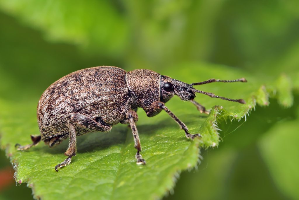 weevil-insect-tree-pest-illinois