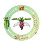 How To Identify Emerald Ash Borer: Symptoms And Prevention