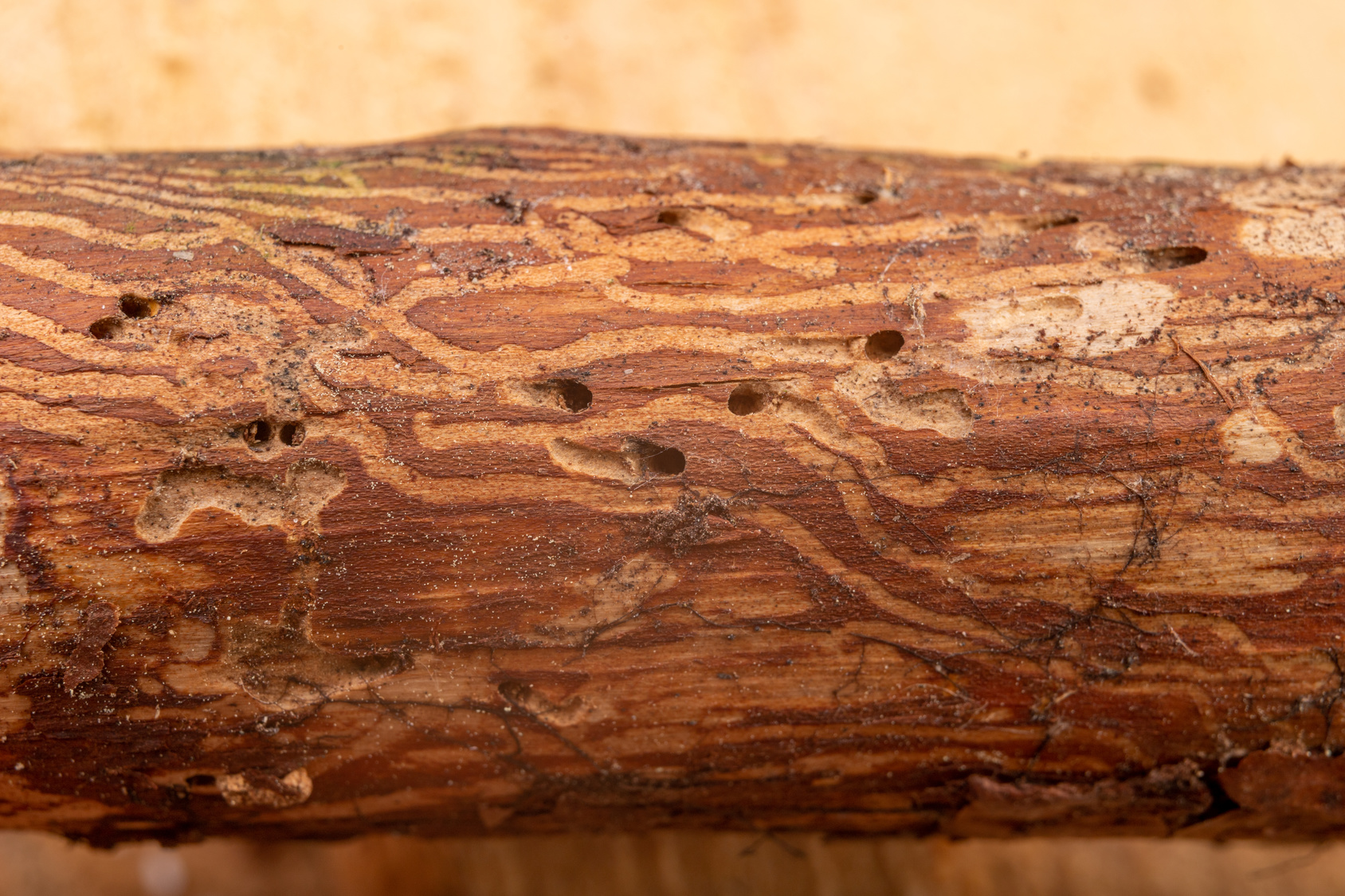 How To Identify Emerald Ash Borer Symptoms And Prevention