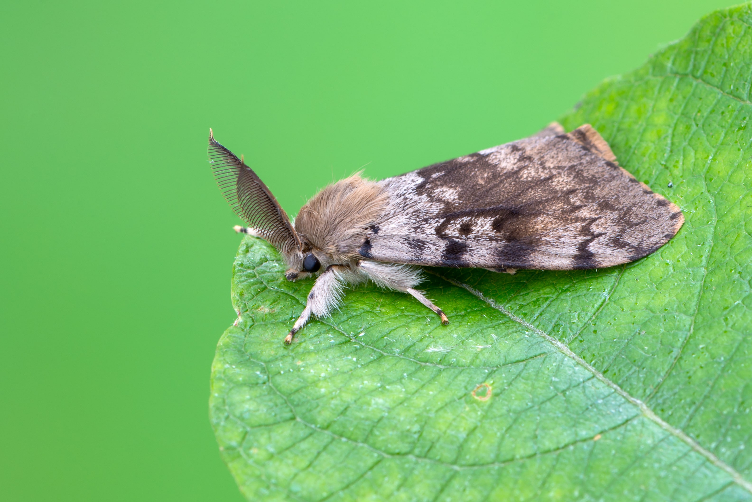 Knowing All About Gypsy Moth Identification and Prevention