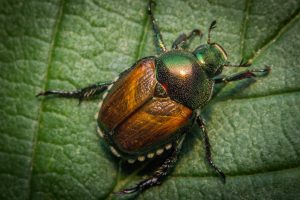 closeup-japanese-beetle-identification