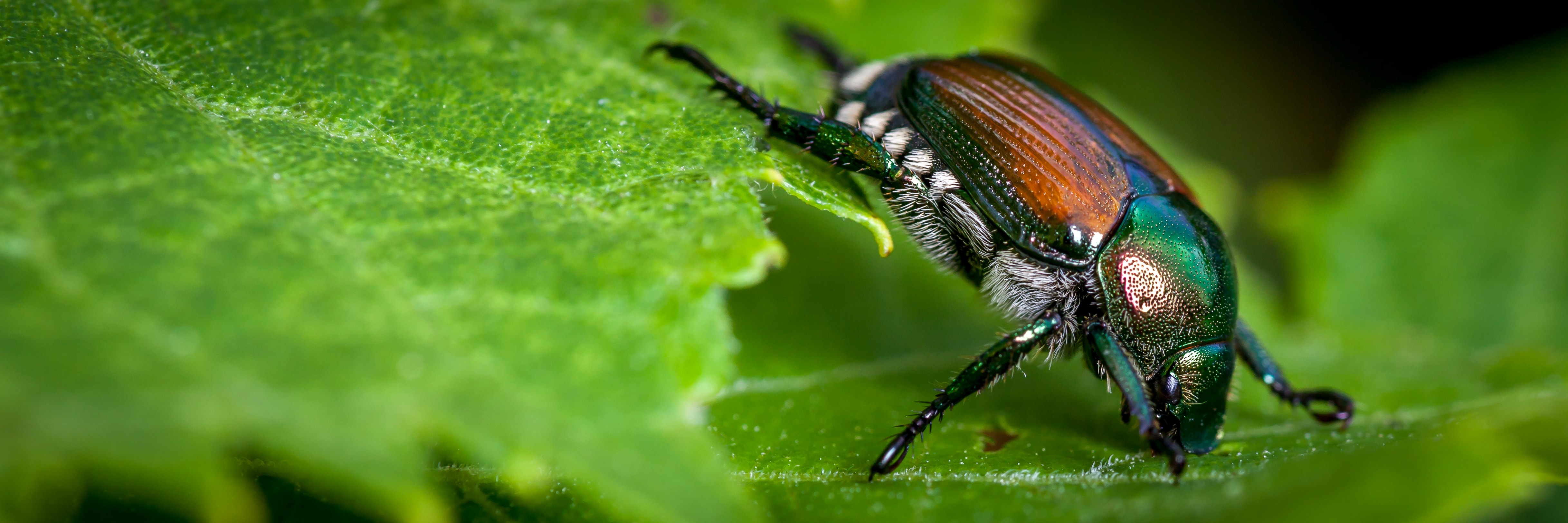 Knowing All About Japanese Beetles Identification and Prevention