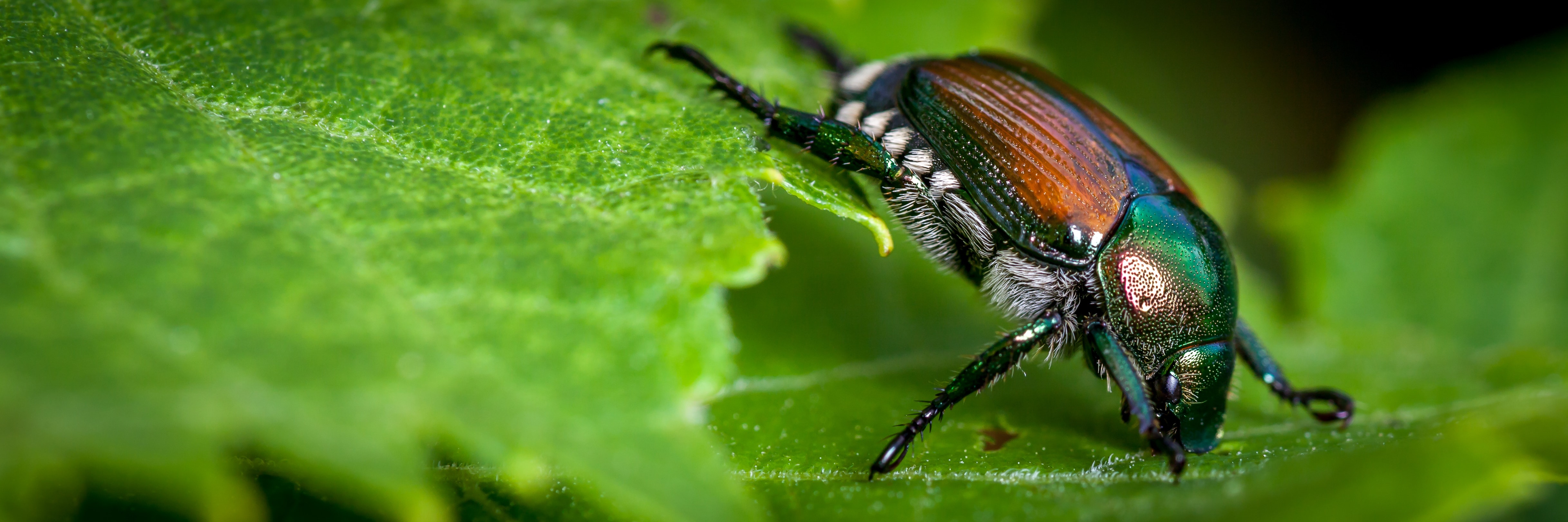 Knowing All About Japanese Beetles Identification And Prevention