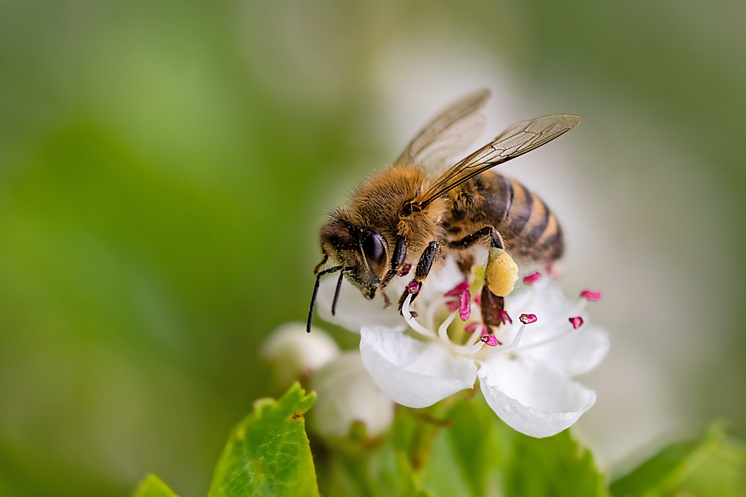 Best Tree Species To Support Bees And Other Pollinators In Chicagoland