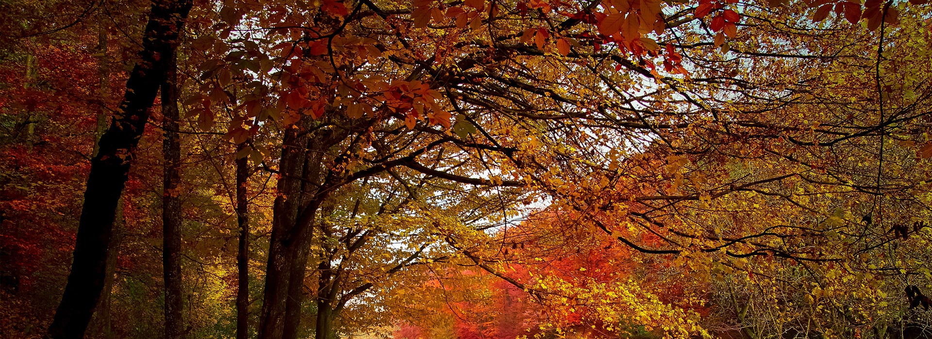 Certified Tree Care Safety in Chicago, IL