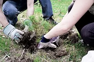 Tree-Planting-Services-for-Itasca-IL