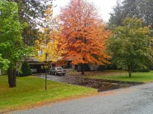 Tree-Pruning-for-Itasca-IL